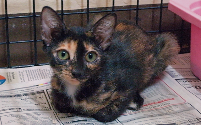 Flood kitten at SCAD cat center (c) Kinship Circle