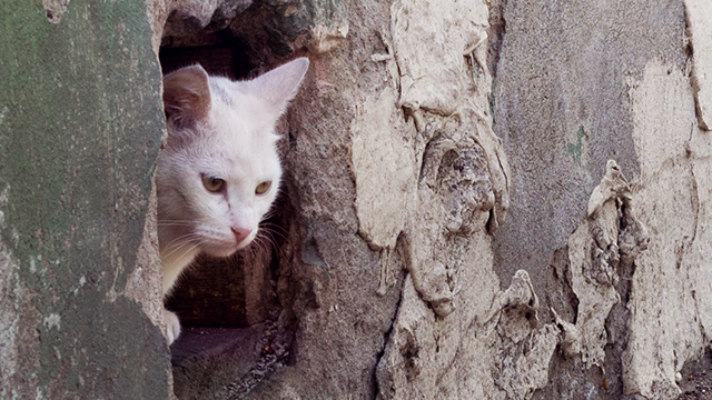 Cats are housed unsafely with dogs, (c) Kinship Circle