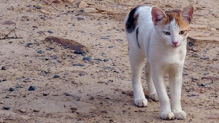 Cats mix with dogs, over water (c) Kinship Circle