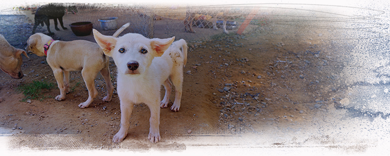 A puppy at decrepit temple shelter, (c) Kinship Circle