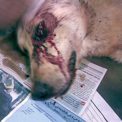 Bullet, shot in his left eye, survives, Kinship Circle