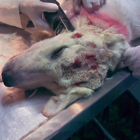 Nougat hit by car and left to die, Kinship Circle