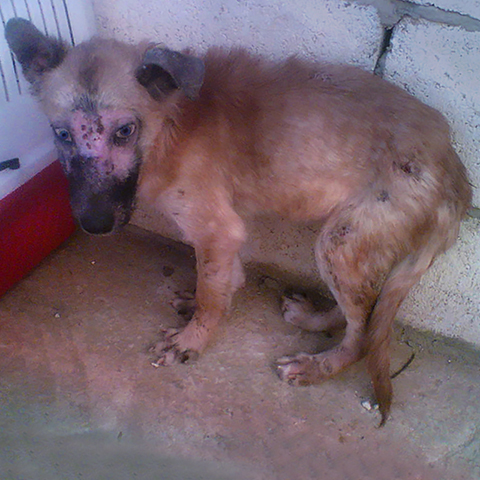 Sugar found sick, alone, starved, Kinship Circle