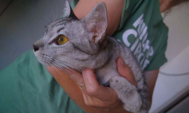 Cat rescued in Thailand Floods, (c) Kinship Circle