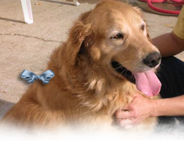 Hank is a hard luck Katrina survivor, still so happy and ready to love a new family 268x207