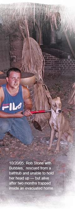 Rob Stone at rescue of Bubbles, the last known animal found alive Oct 2005, locked inside a Katrina vacated home 239x666