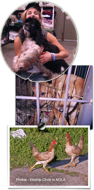 Scenes from Kinship Circle animal aid in post Katrina New Orleans: Brenda Shoss and sweetie dog, gold rescue pups, chickens in Upper 9th Ward 323x650