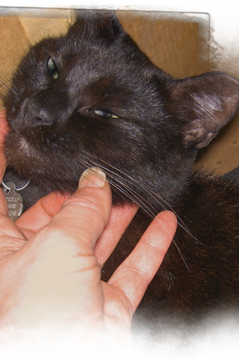 Brenda cradles the face of a sweet black cat as Kinship Circle loads animals for transport 239x360