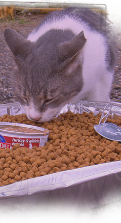 Gray and white cats are among animals documented and fed on a Kinship Circle aid route in New Orleans area 239x440