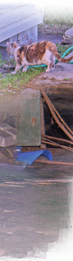 a calico cat darts under a home as we approach to feed him 239x844