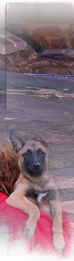 debris and cats under home, german shepherd held 239by844