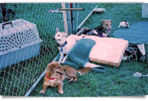 This small white dog may be Milo, photographed at Best Friends Tylertown, MS 303x206