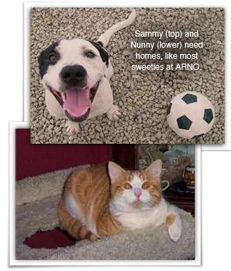 Sammy and Nunny are some of many ARNO sweethearts who need a family 334x392