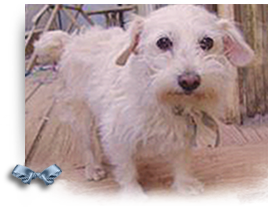 Wee is a Terrier Lhasa Apso girl apparently rescued with her bud Little, a Toy Poodle, in Chalmette, LA the first week of Sep 2005 268x207