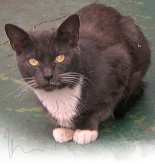 Miami, Florida animals face death in a trailer park eviction 303x320