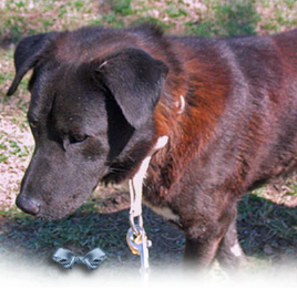 Kane, a Lab Shepherd Chow mix boy, was rescued on Louisa Street in New Orleans 268x261