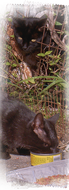 black cats fed along a Kinship Circle food water route in New Orleans 239x660