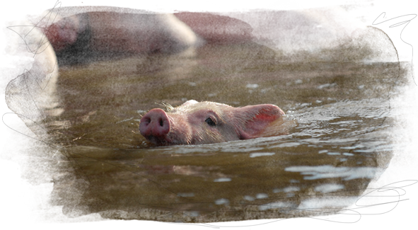 pig struggles to keep head above water