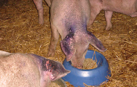 Cheri with rescued pigs