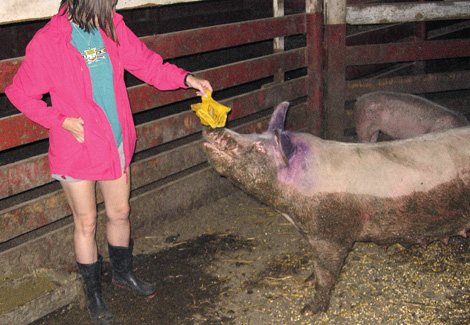 Cheri with rescued pigs