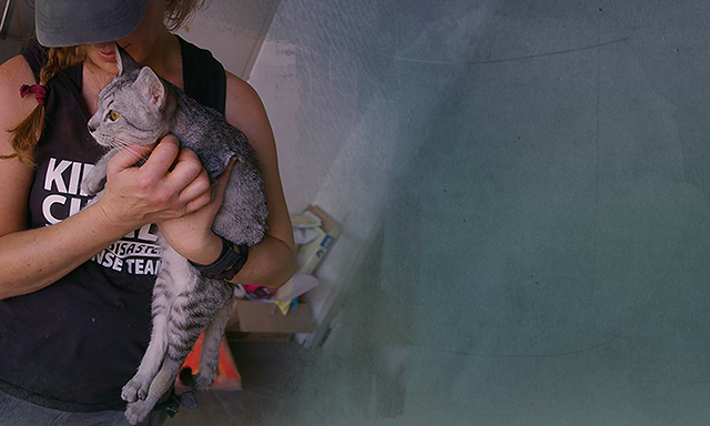 Brenda Shoss holds flood cat rescue, (c) Kinship Circle