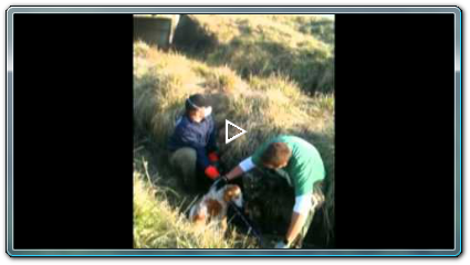 Kinship Circle Japan Animal Rescue 3/29/11 (Raw Video)