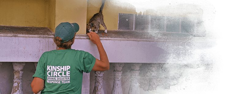Beth Schmidt aids kitty marooned over Thailand floodwaters, Kinship Circle