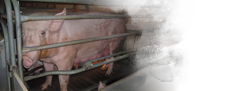 Pigs are intensively confined on factory farms, Kinship Circle