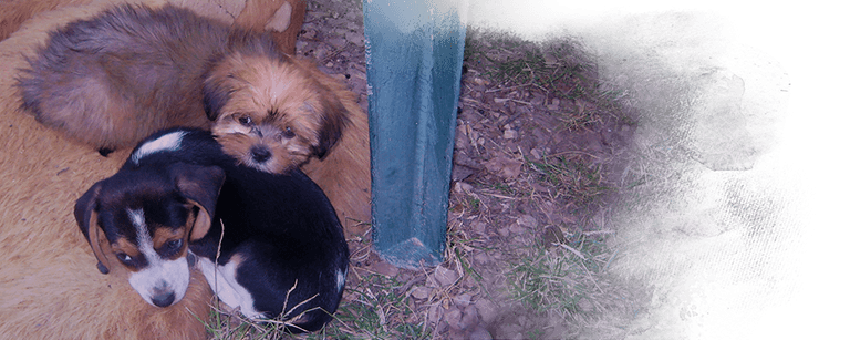 Ethel and Libby, rescued from puppy mill, Kinship Circle