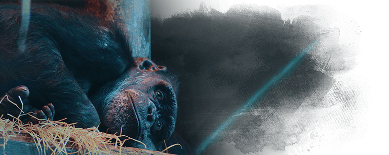 Great apes are held captive for zoos and shows, Kinship Circle