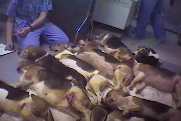 Beagles with chunks of muscle cut from their thighs are piled on floor in Iams animal test