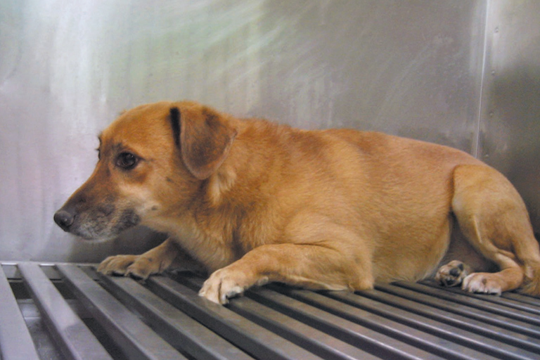 Maxine is used in Iams animal tests, PETA