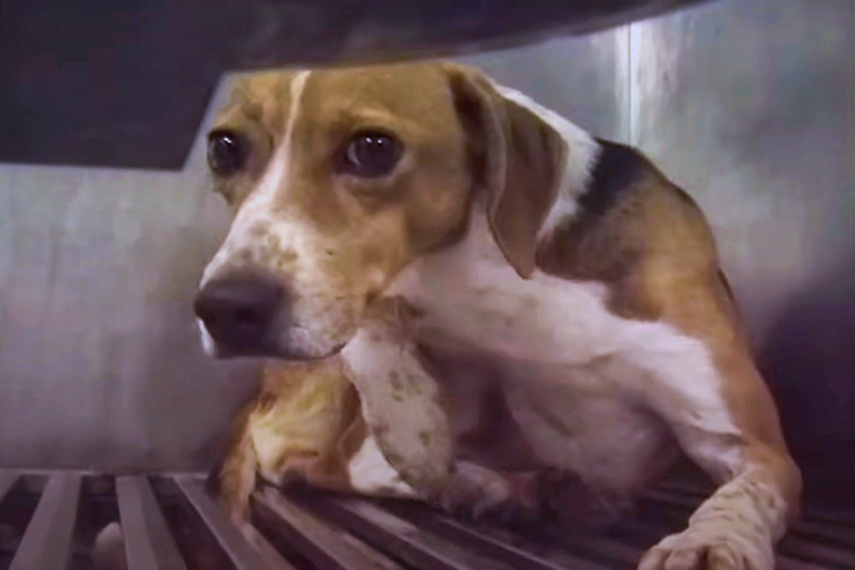 Sally is bred for research and animal tests. PETA Iams Footage