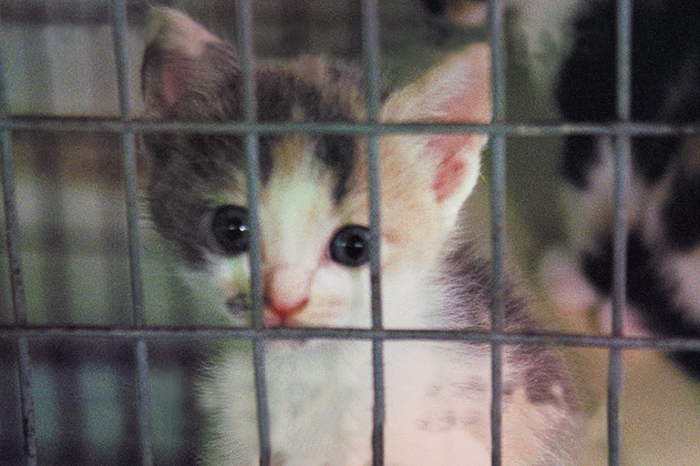 Iams lab cats endure animal testing before killed, PETA