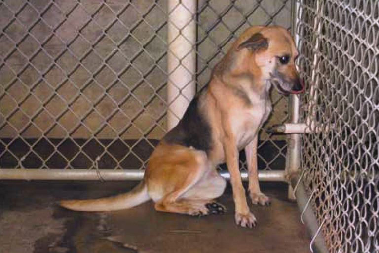 An Iams dog used for animal tests has no name, just a number. PETA