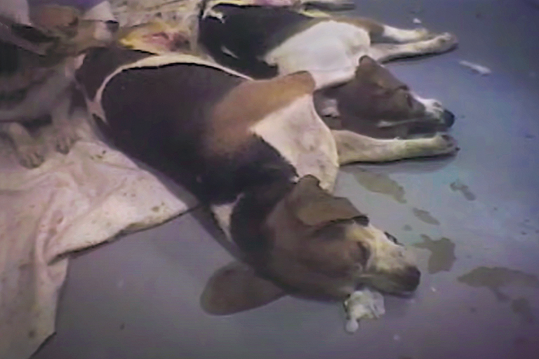 Beagles are discarded in pain for an Iams animal experiment. PETA