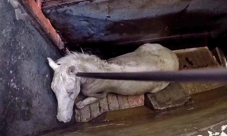Beaten in the kill pen, a horse awaits slaughter. Igualdad Animal/Newsflash