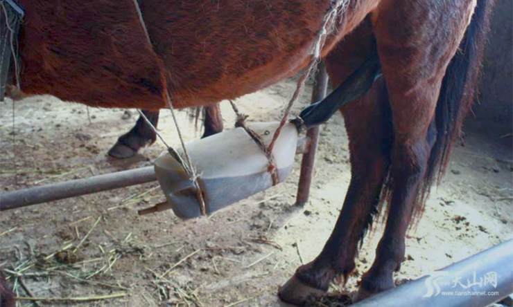 Premarin mares suffer wounds, disease, early death. China PMU Farm, Tuesday's Horse