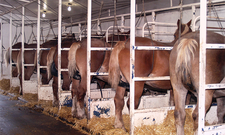 PMU mares stand motionless in barren stalls inside pee barns