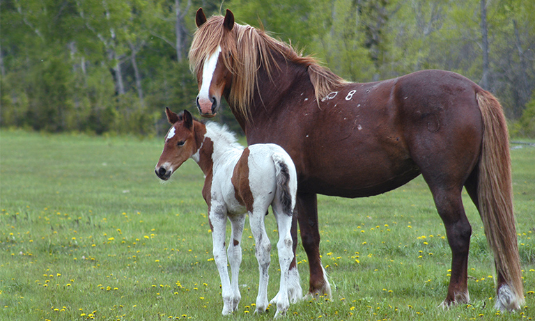 Premarin foals end up in feedlots, fattened before sold to slaughterhouses
