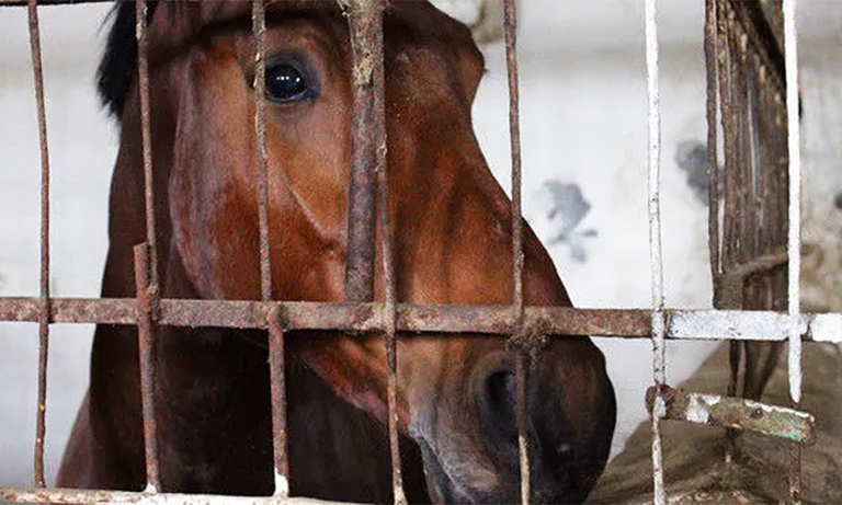 PMU farms send debilitated mares and their foals to slaughter. Fund For Horses