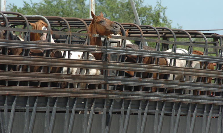 Horses transported for slaughter are wounded, some die. Kathy Milani/HSUS