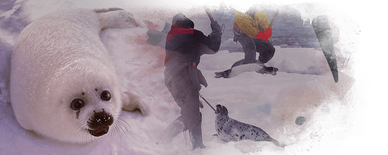 Seal pups slaughtered in Canadian hunt, Kinship Circle