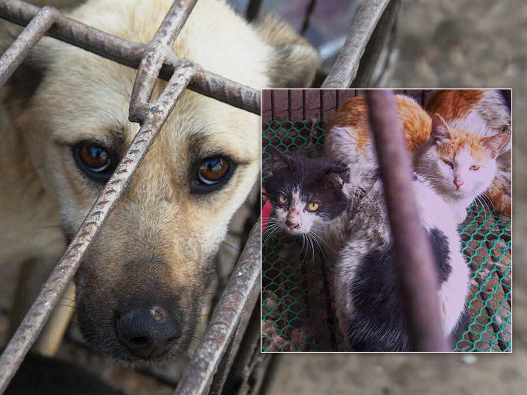 Law requires fur labels to show animals used and country of origin. Kinship Circle