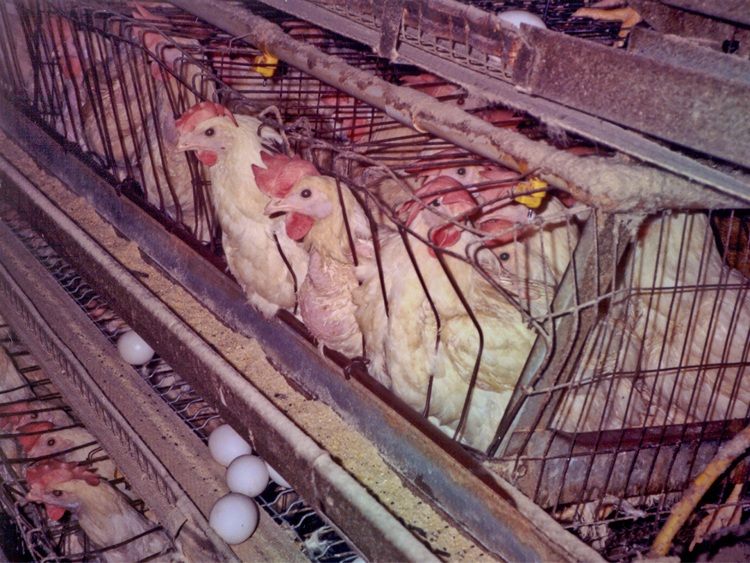 Quality Egg is guilty and fined for animal cruelty. Kinship Circle