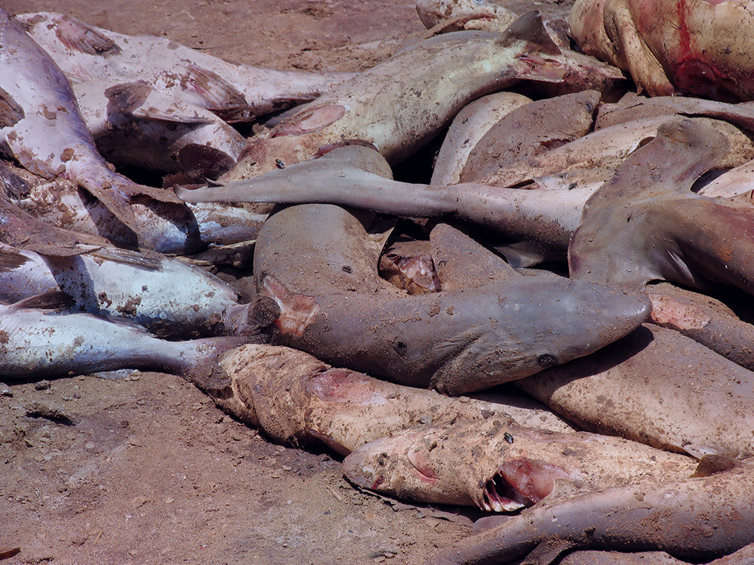 Fishermen can't sever fins or dump mutilated sharks back into the sea for slow death. Kinship Circle