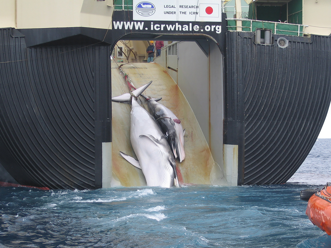 Commercial whale kills are a no-go for now. Kinship Circle