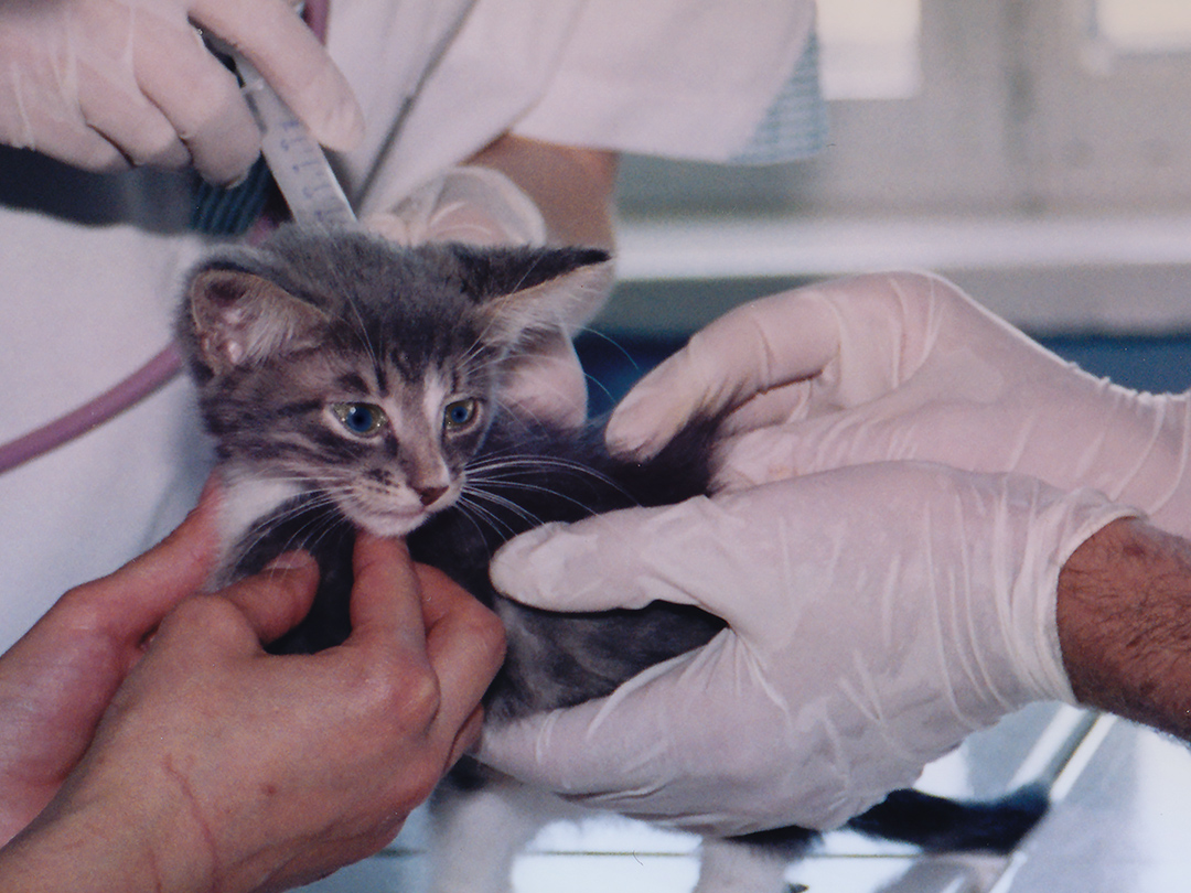 Animal-free trauma training out-paces live-animal labs. Kinship Circle