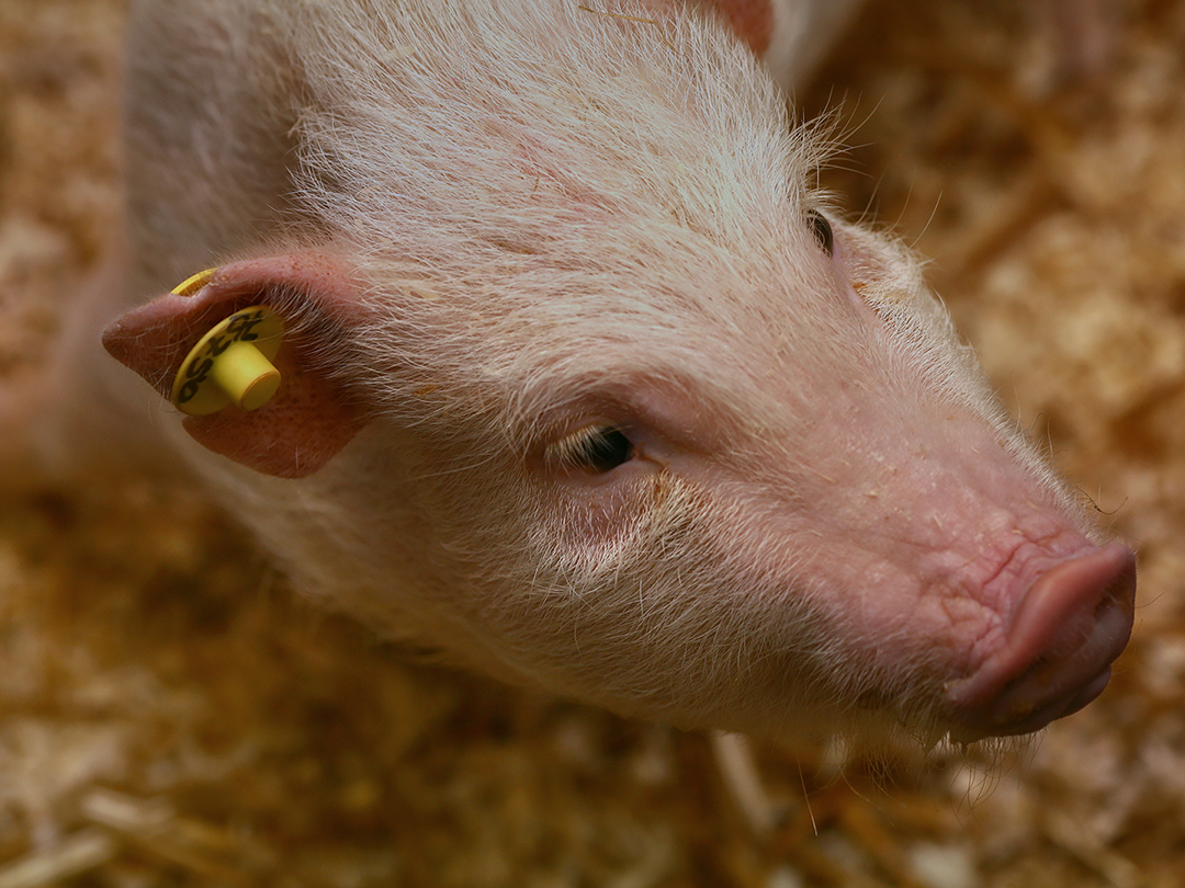 Live animal trauma labs completely gone in Canada. Kinship Circle