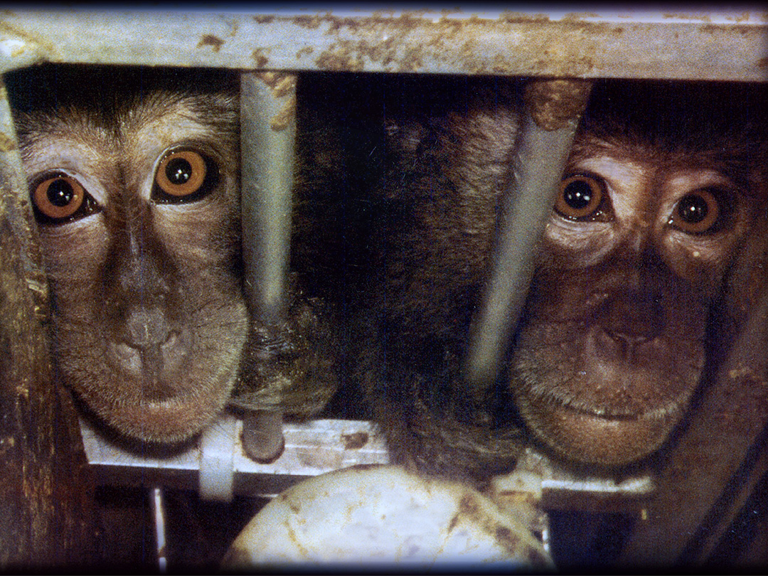 Landmark study stirs freeze on chimp experiments. Kinship Circle